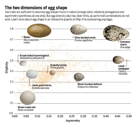 科学家解开鸟蛋形状差异很大的谜团