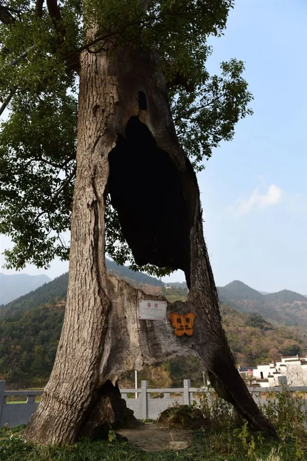 树坚强！江西300岁古树遭雷劈被掏空：仍枝繁叶茂