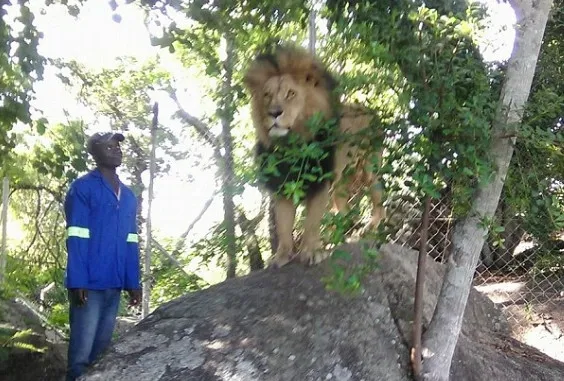 女游客津巴布韦野生动物园拍照：遭狮子袭击惨不忍睹