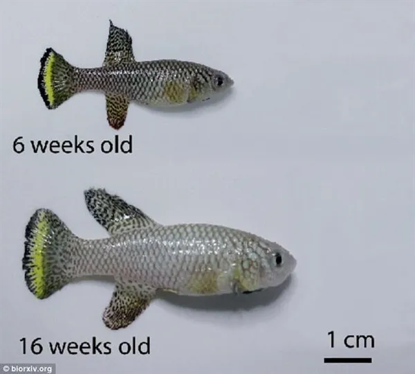 科学家测试人类寿命延长新方式：灵感来自非洲青鳉鱼