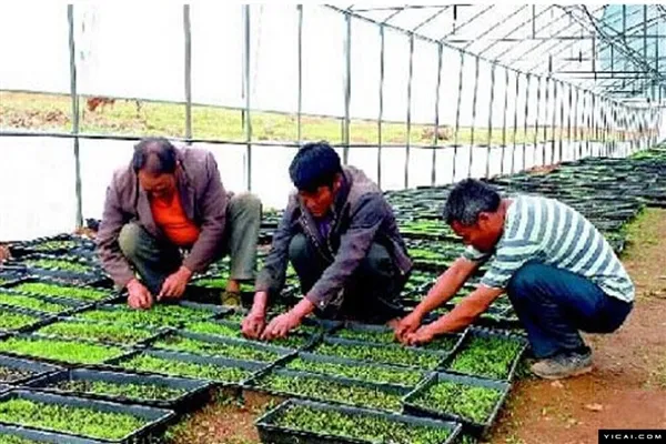 “植物伟哥”暴跌100倍：烂地里也没人要