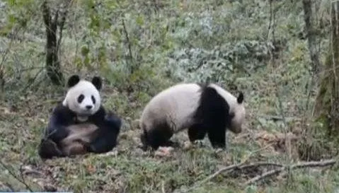 中国首次完成大熊猫野外引种试验：持续90秒