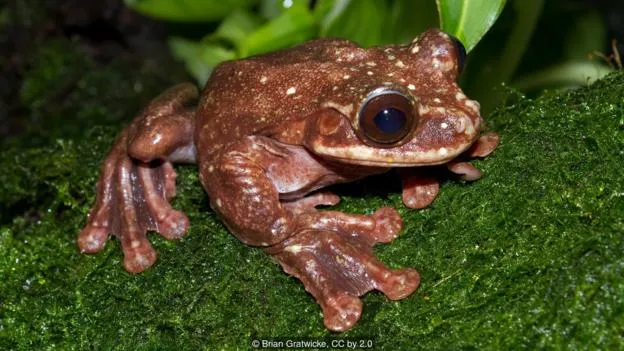 复活灭绝生物选哪一种最合适？重新填补生态系统中的空白