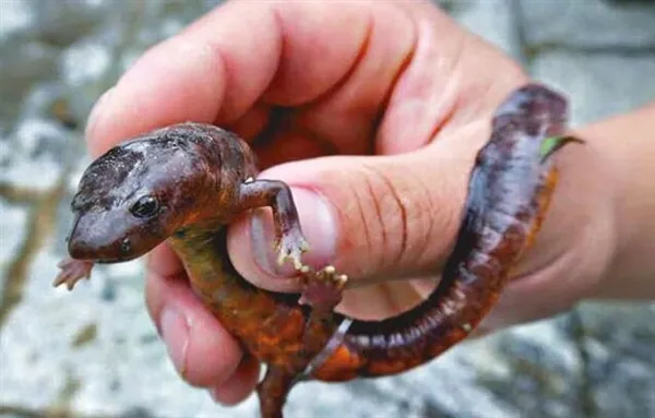 男子钓到疑似娃娃鱼神秘生物：剧毒中国火龙