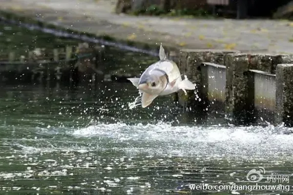 西湖“鱼跃龙门”奇景：大白鲢一蹦三尺高