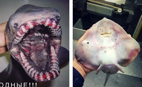 慎入：科学家深海发现异形生物 这外形太惊人