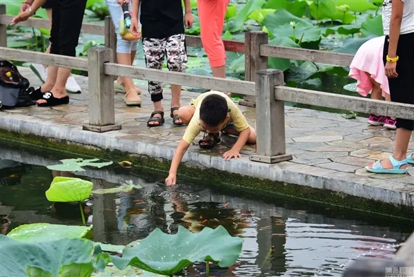 荷花池观赏鱼探头取氧 郑州市民抄雨伞捕捞