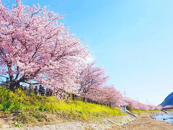 日本第一波樱花绽放：粉红花海梦幻壮观