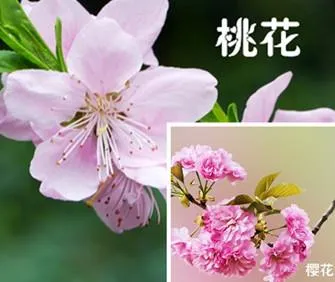 桃花、李花、梅花、樱花：终于分清了