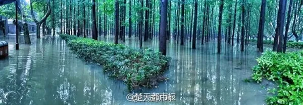 南京理工暴雨后“奇幻森林”刷爆朋友圈：美呆了