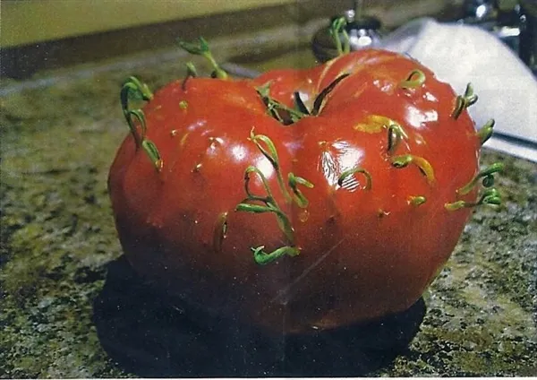 植物非正常发芽长这样 西红柿太吓人