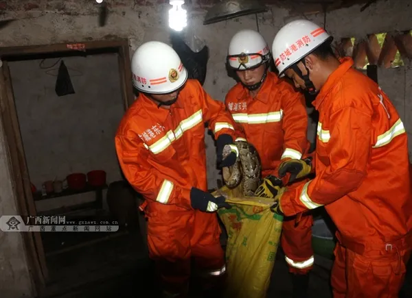 广西民房钻入3米长25斤缅甸蟒：一级保护动物