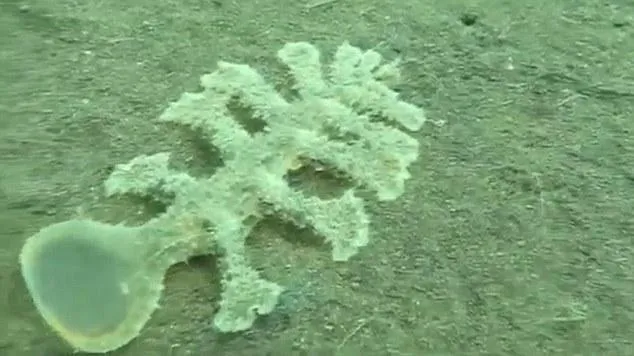巴厘岛现奇异海蛞蝓 如同外星生物长13条腿