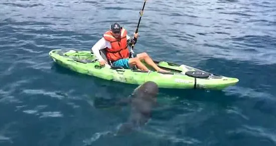 美国一男子乘皮艇海边垂钓意外钓鲨鱼被拽落水