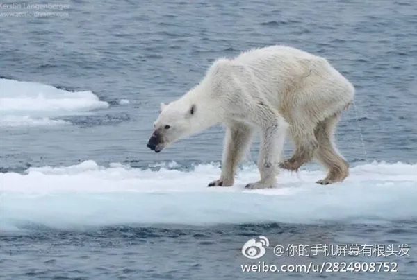 北极“发烧”气温飙升超0℃：高出同期约27℃