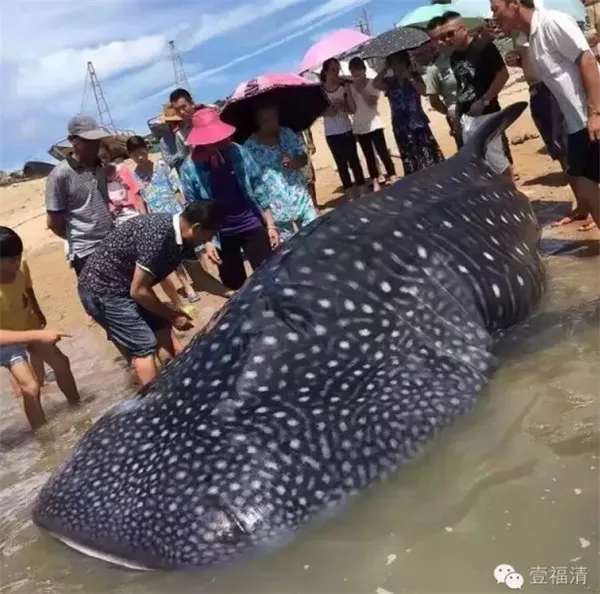 福建海滩惊现7米巨鲨 身上布满白点