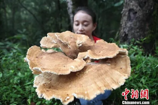 云南普洱惊现巨型蘑菇 大小堪比簸箕周长近1.8米
