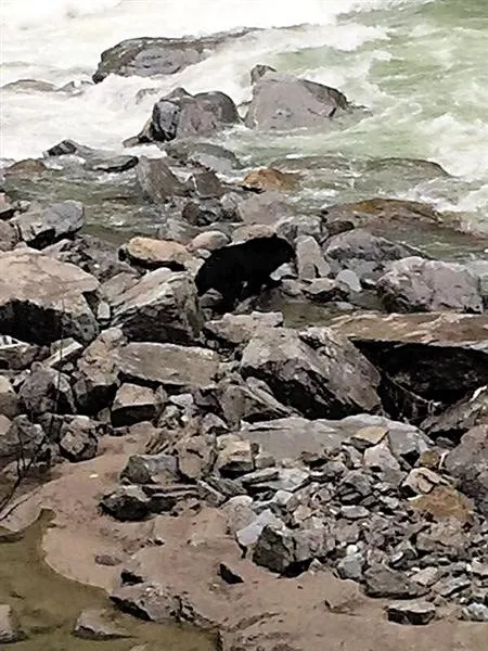 黑熊下山河滩玩耍 游客：快看！野猪……