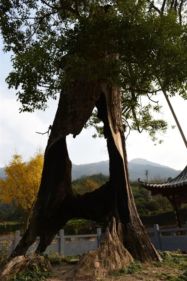 树坚强！江西300岁古树遭雷劈被掏空：仍枝繁叶茂