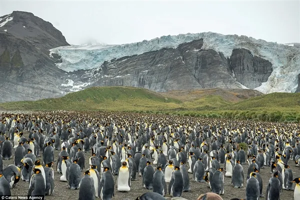 密集恐惧症慎入！南乔治亚岛20万只王企鹅大聚会