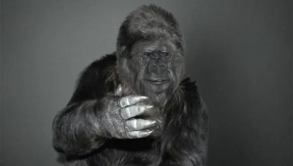 环境保护组织noe和大猩猩基金会(the gorilla foundation)找来创意