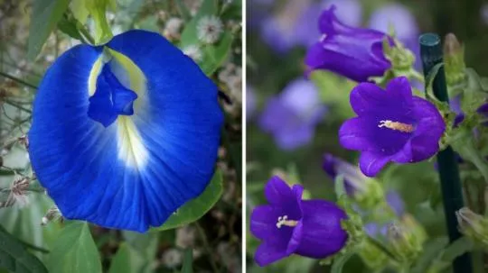 全球首株蓝色菊花在日本诞生