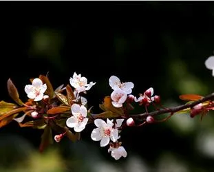 桃花、李花、梅花、樱花：终于分清了