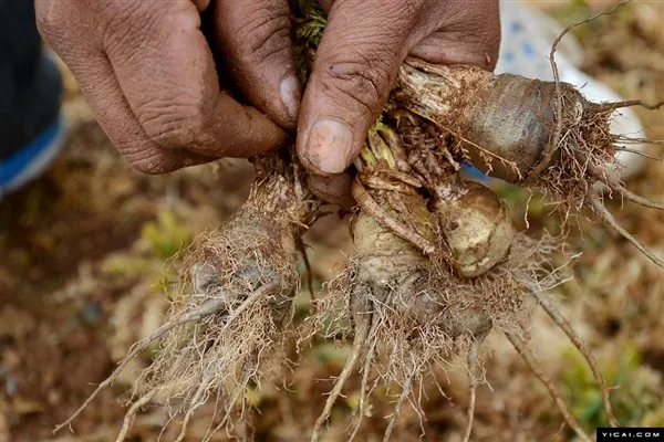 “植物伟哥”暴跌100倍：烂地里也没人要