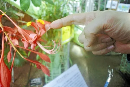 罕见！日本世界最美花木盛开：娇艳欲滴