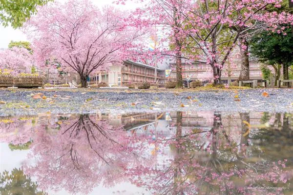 2017日本最美樱花照片：第一张就陶醉了
