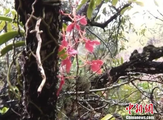 云南发现植物中的“熊猫”火焰兰 现存不足十株