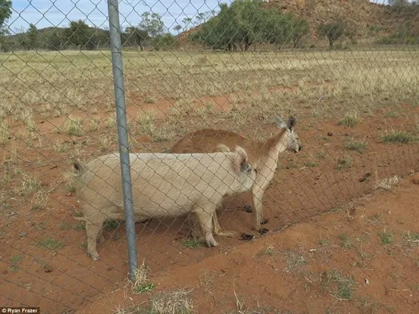 袋鼠与母猪相恋：啪啪啪画面惊呆邻居大鹅