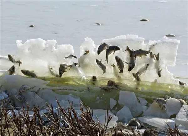 鱼儿从水中跃出水面瞬间：结果冻成了冰雕