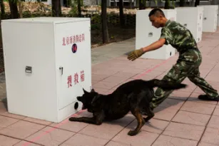 灾难中你见识了搜救犬的壮年，但你可知它们的暮年？