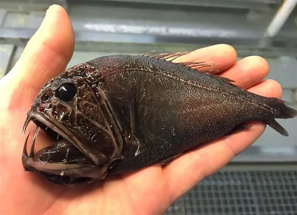 慎入：科学家深海发现异形生物 这外形太惊人