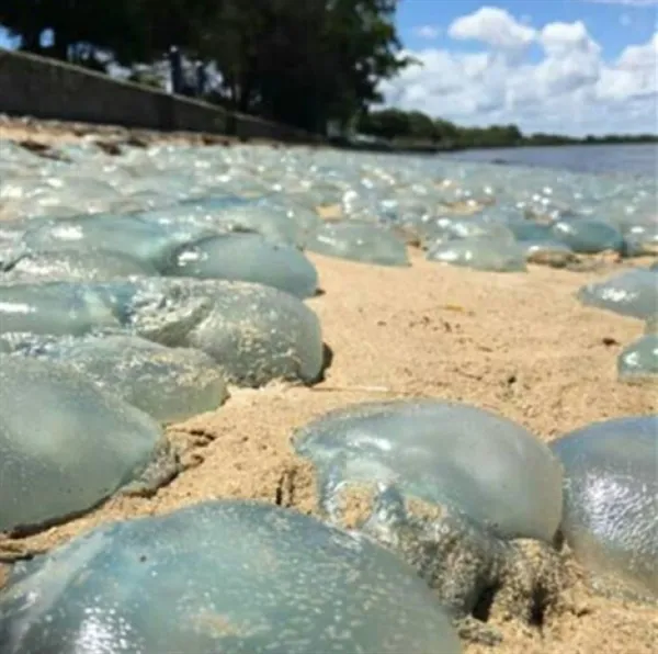 沙滩惊现万只水母：这一幕让生物专家吓了一跳