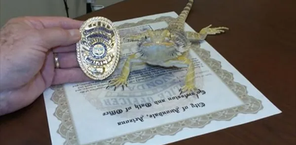 蜥蜴正式成为美国警方一员 负责侦查毒品