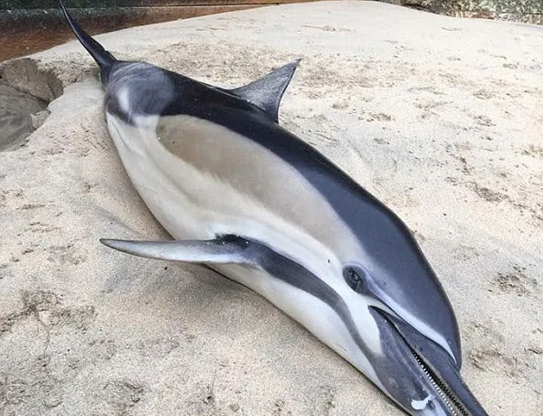 英海滩频现海豚尸体：海洋生态问题引关注