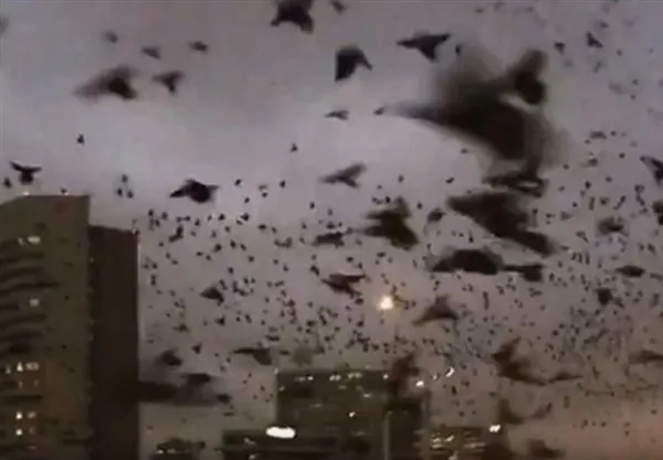 美国一高速公路上空惊现成群黑鸟：遮天蔽日如恐怖片