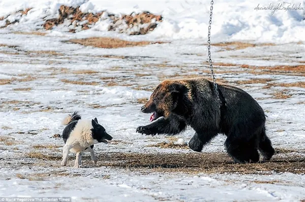 战斗民族用铁链拴住棕熊任由猎犬攻击：画面太惨烈