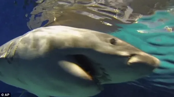 罕见！野生大白鲨在日本水族馆绝食3天而亡