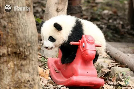 激萌！奶妈收走玩具小马 大熊猫福顺怒而打滚