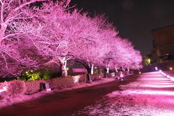 2017日本最美樱花照片：第一张就陶醉了