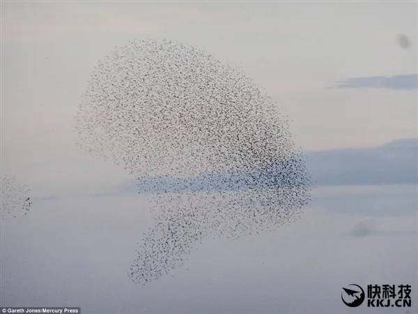罕见一幕：上千只鸟聚集构成“鸟头”图案