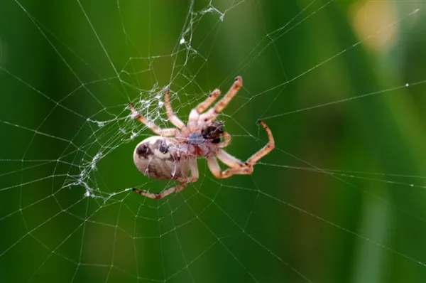 科学家发现新动物：不结网蜘蛛 捕食策略让人类汗颜