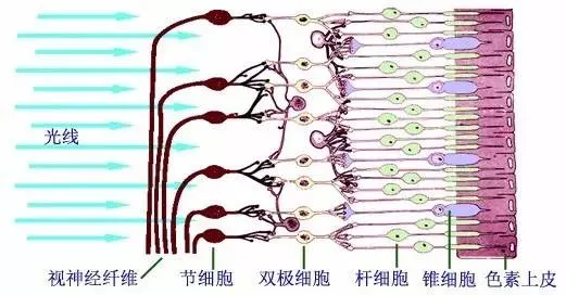 流言揭秘：胡萝卜吃多了容易不孕？