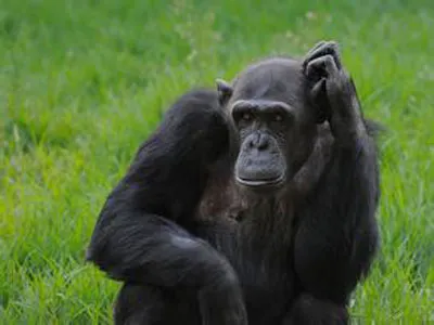美政府停止资助一切黑猩猩研究