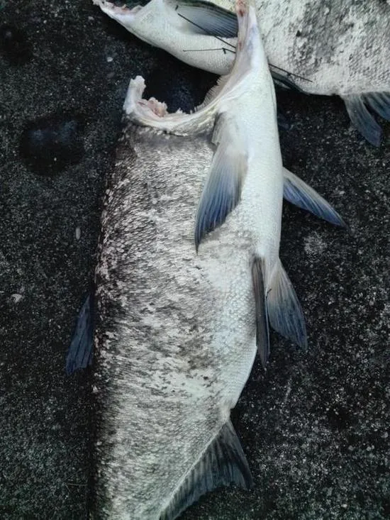 大坝泄洪有多猛 水流力量能冲掉大鱼脑袋