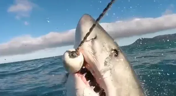 724公斤大白鲨水中突然跃起捕食瞬间：这场面恐怖