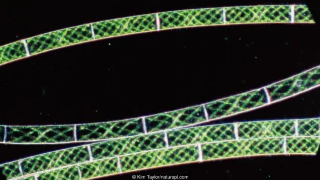 生物体内的怪异量子力学：被人类忽视的微观世界